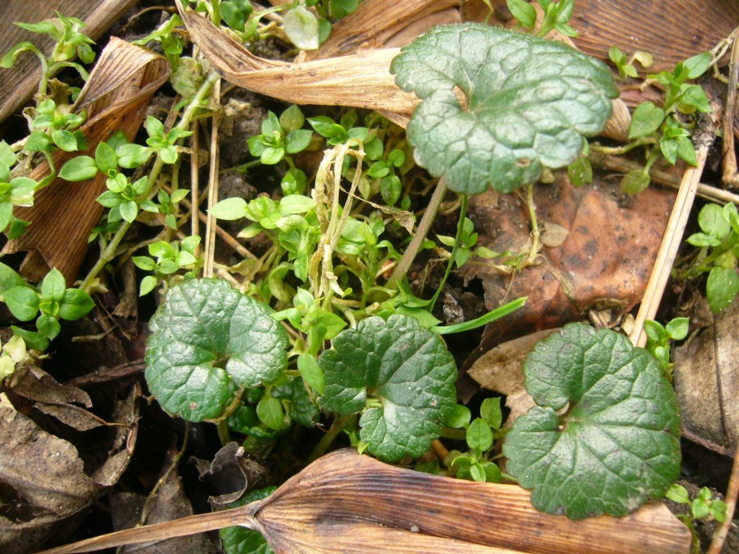 Wildkräuter im Februar