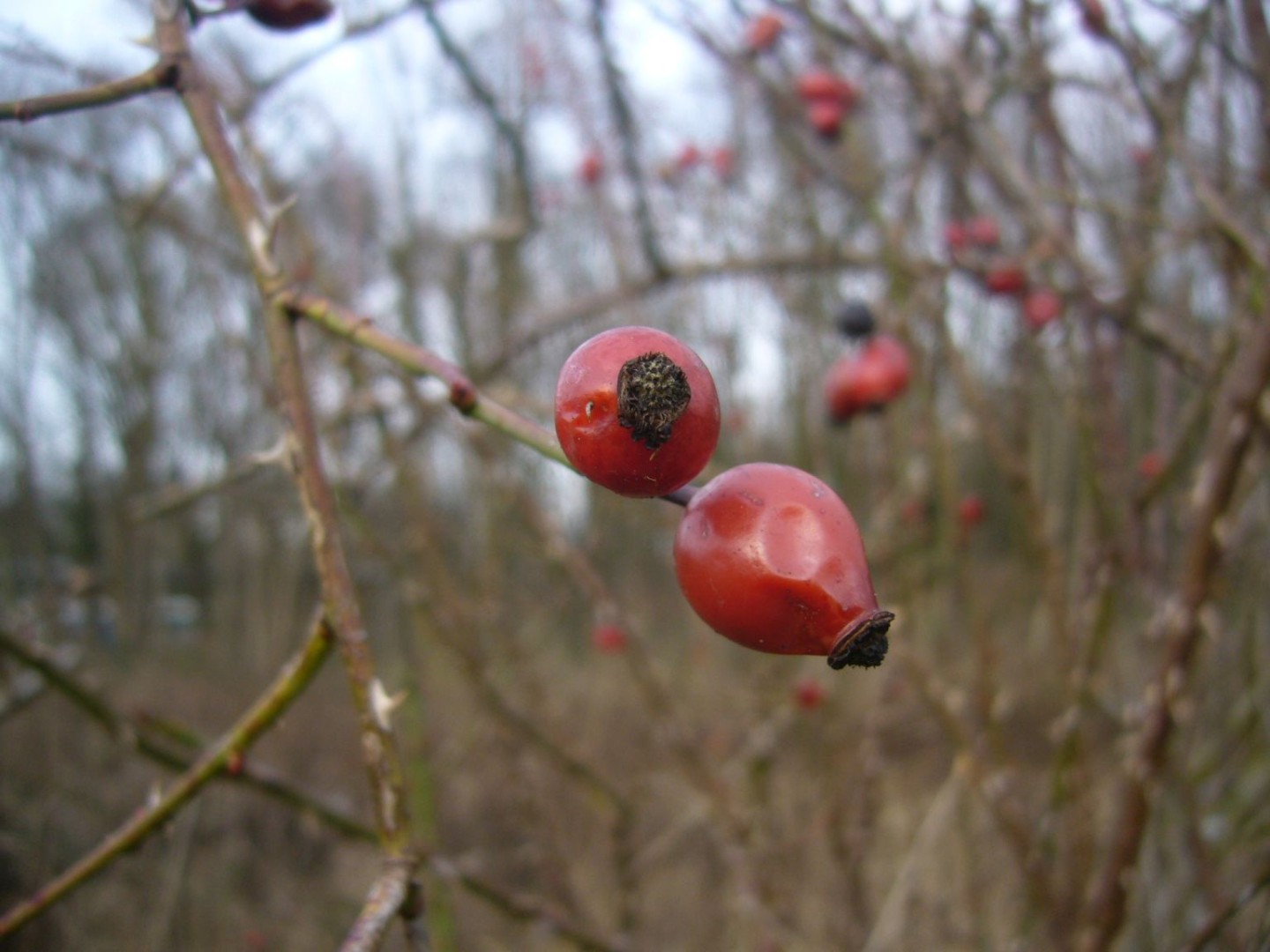 Wildkräuter im Februar