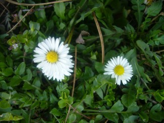Gänseblümchen