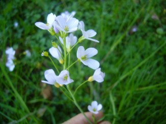 Wiesenschaumkraut