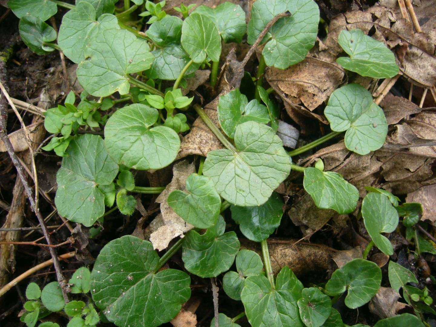 Wildkräuter im Februar