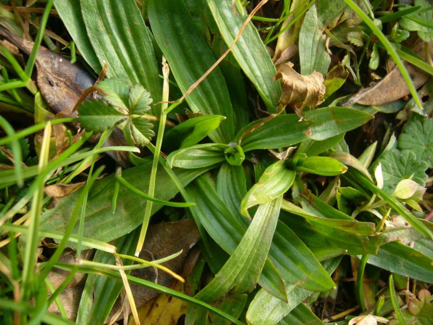 Wildkräuter im Februar