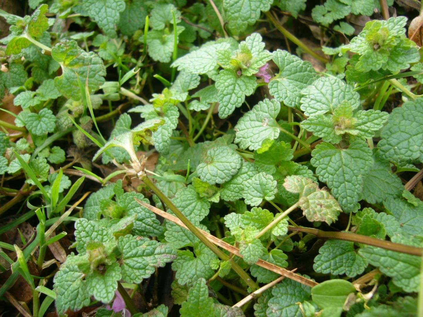 Wildkräuter im Februar