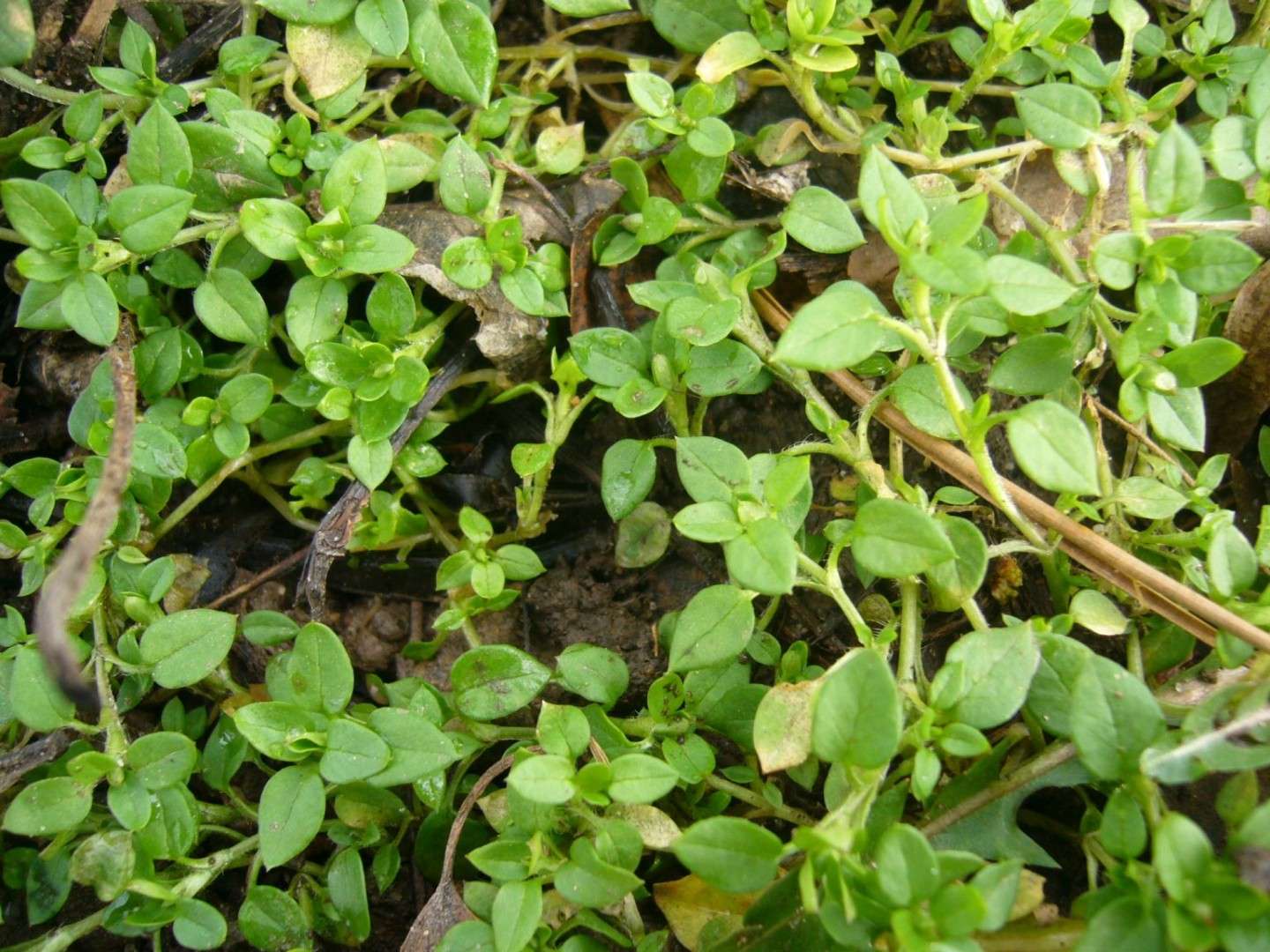 Wildkräuter im Februar