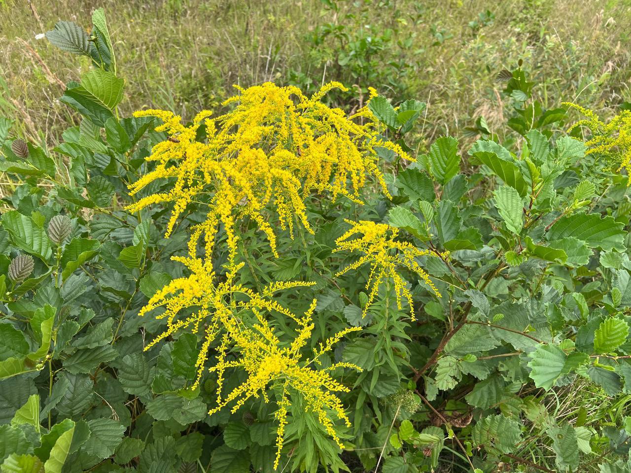 Goldrute - Gelbe Blüten voller Heilkraft